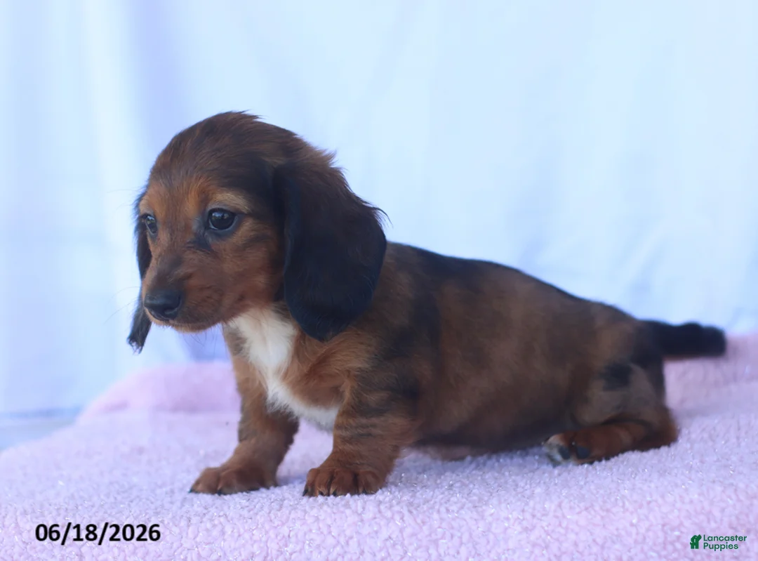 Miniature Dachshund dogs for sale: Dixie - Ad 5