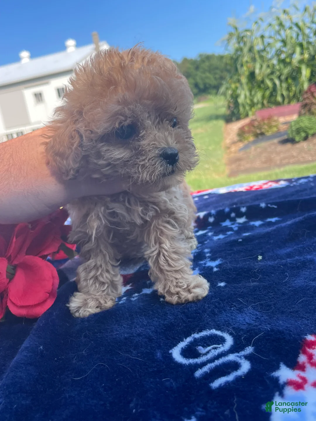 Yorkiepoo dogs for sale: Buster - Ad 2