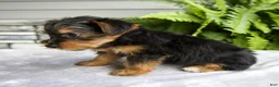 Yorkshire Terrier dogs for sale: Kelsey - Ad 3