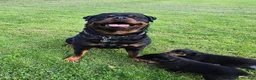 Rottweiler dogs for sale: Rottweiler 1 - Ad 20