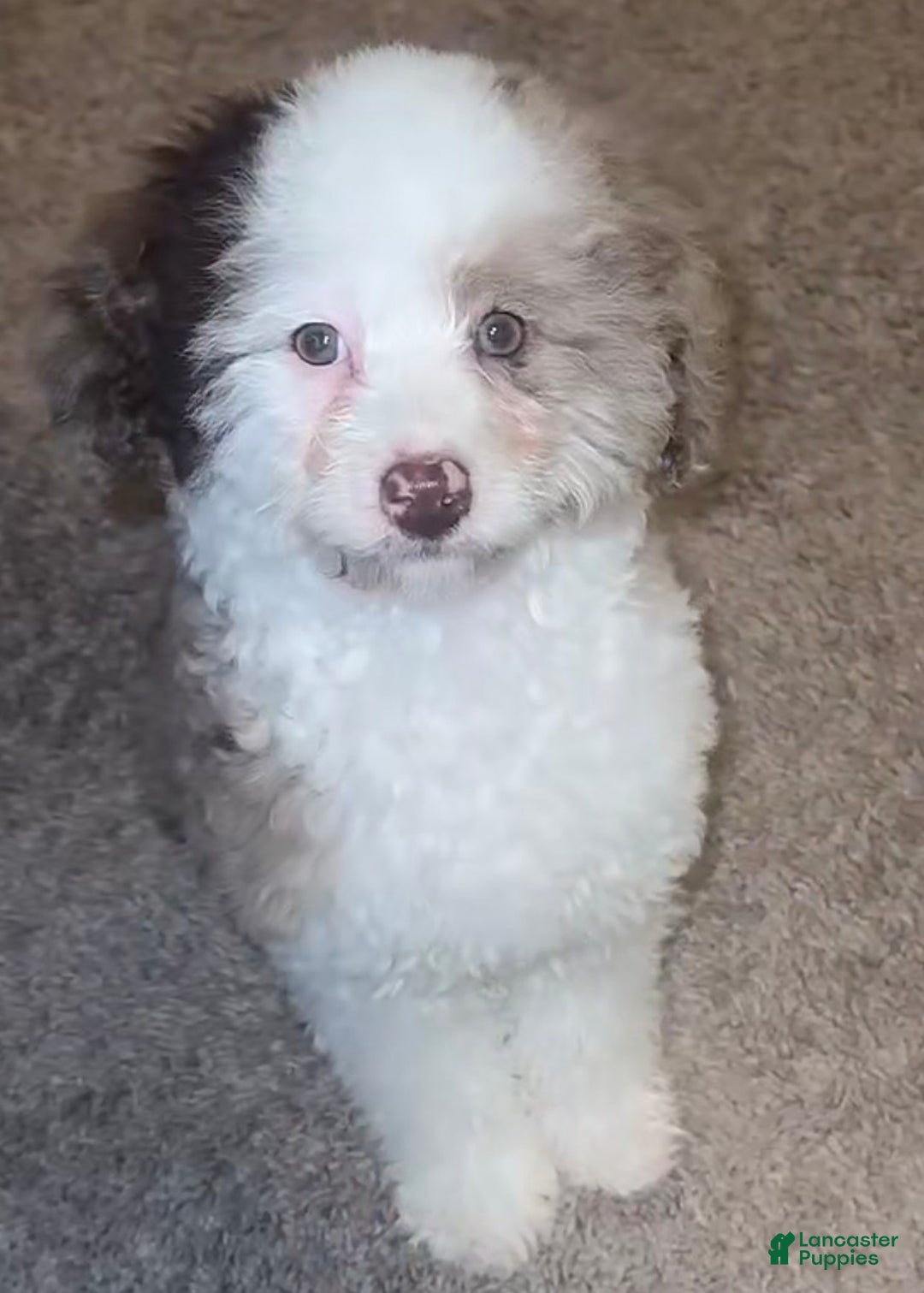 Bernedoodle dogs for sale: Bernedoodle Puppy 1 - Ad 5