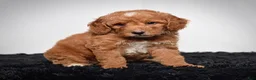 Mini Goldendoodle dogs for sale: Ms. Alice - Ad 3