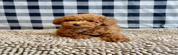 Miniature Poodle dogs for sale: Nancy - Ad 5