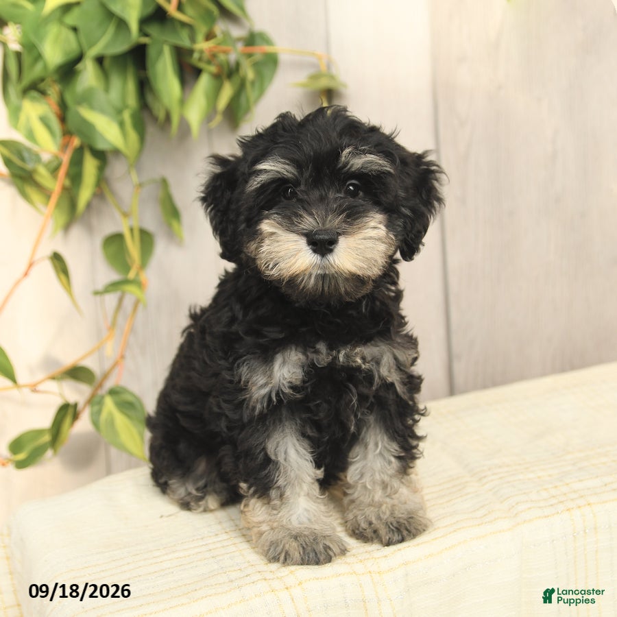 Miniature Schnauzer dogs for sale: Patrick - Ad 2