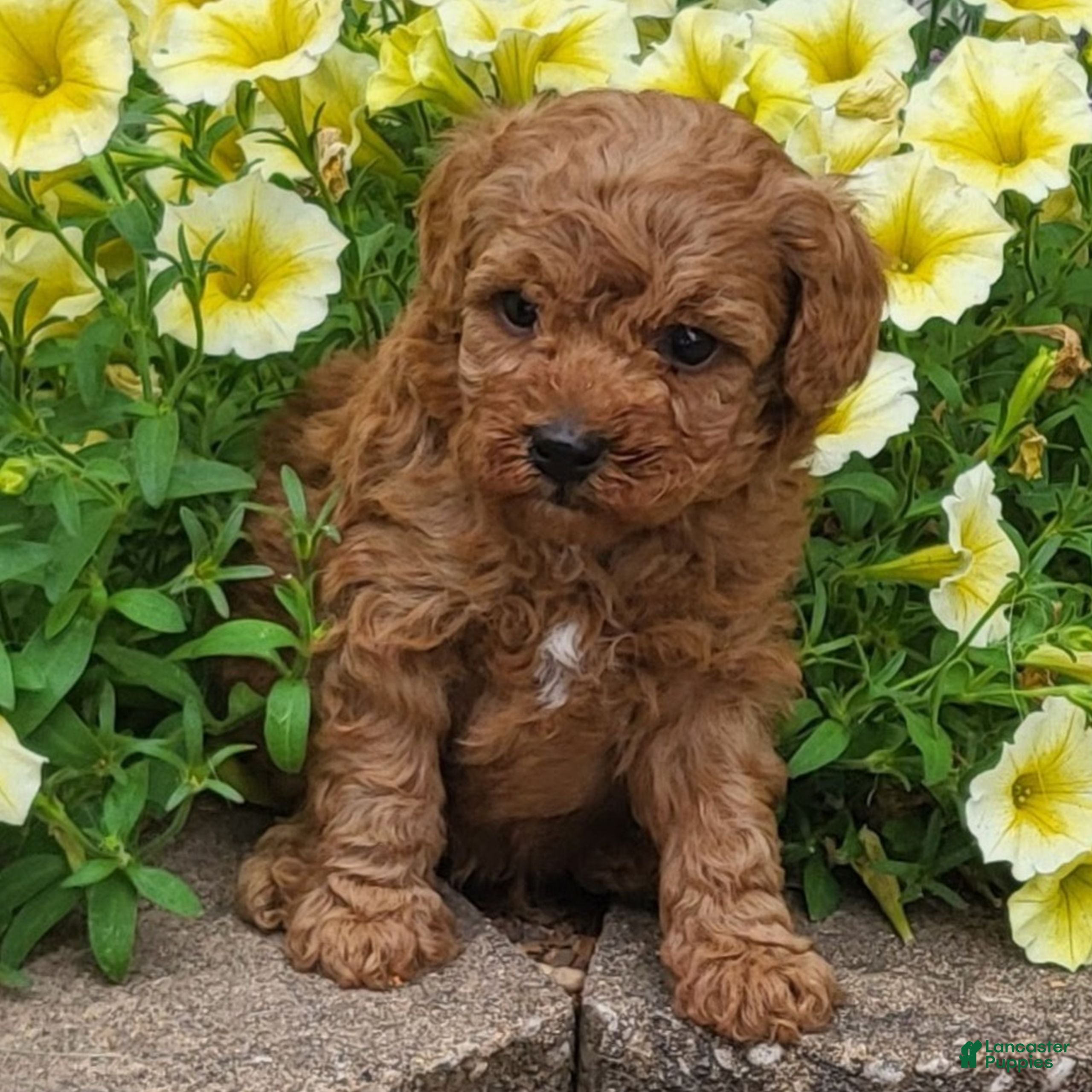 Toy Poodle dogs Benny - Ad 1