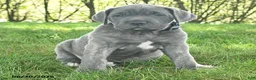 Cane Corso dogs for sale: Ringman - Ad 3