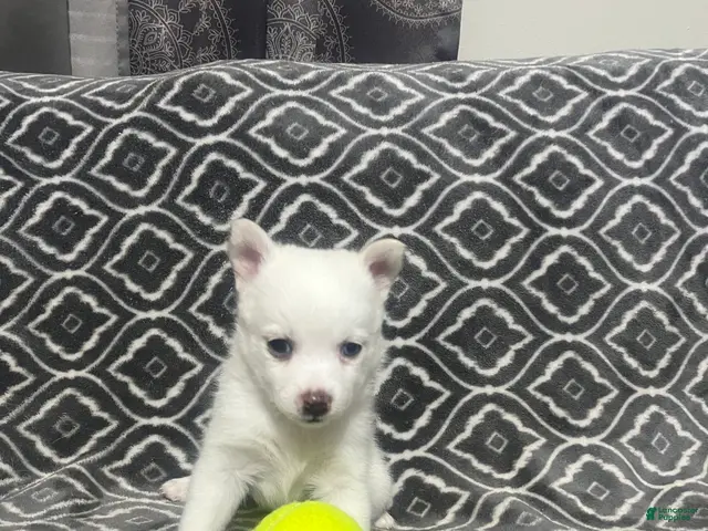 Pomsky dogs for sale: Cotton - Ad 2