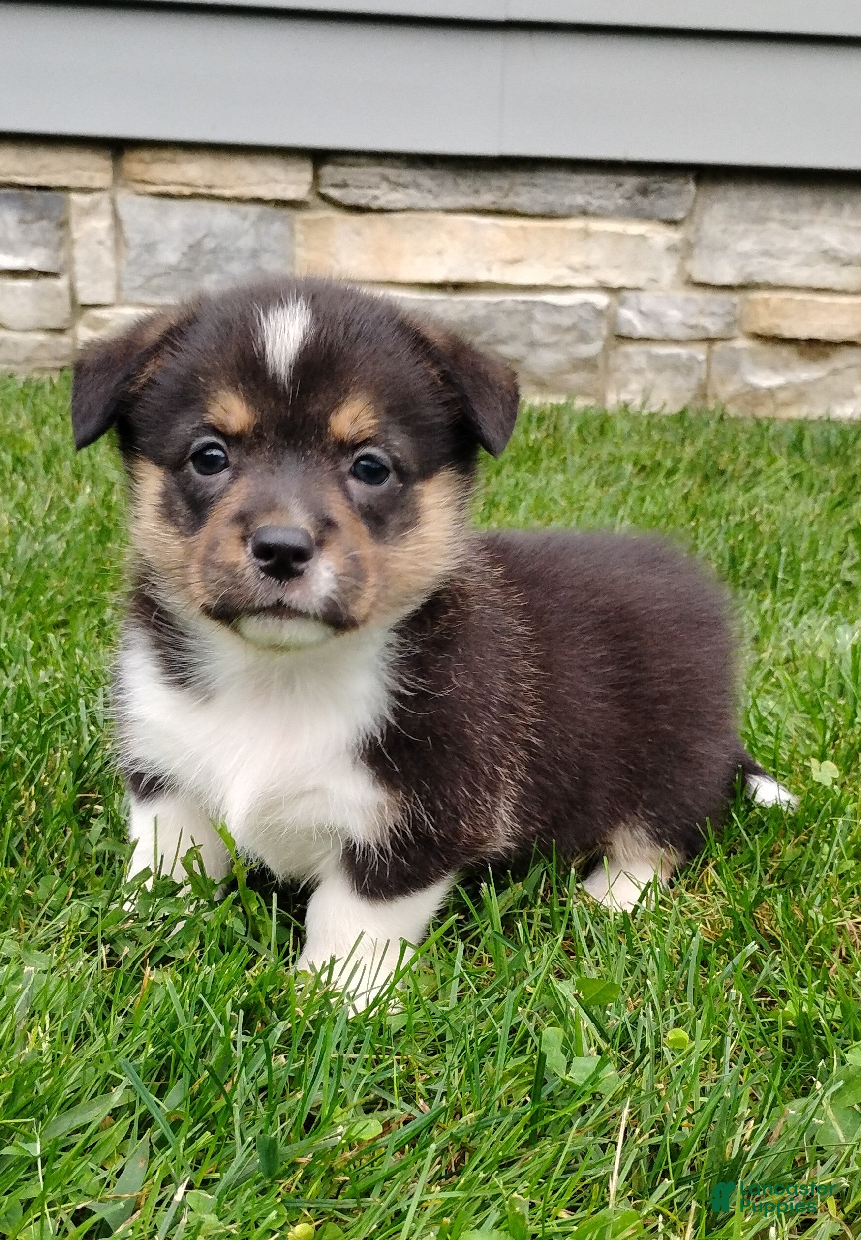 Welsh Corgi Pembroke dogs Nylah - Ad 2