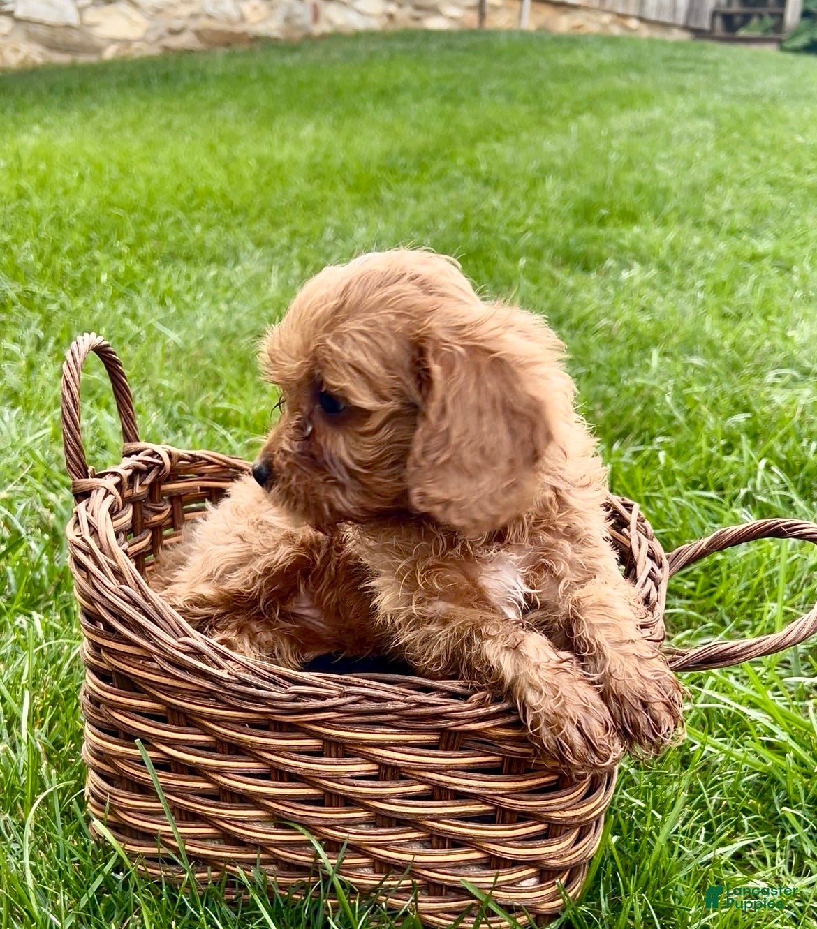 Cavapoo dogs Callie - Ad 2