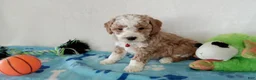 Cavapoo dogs for sale: Porky  - Ad 4