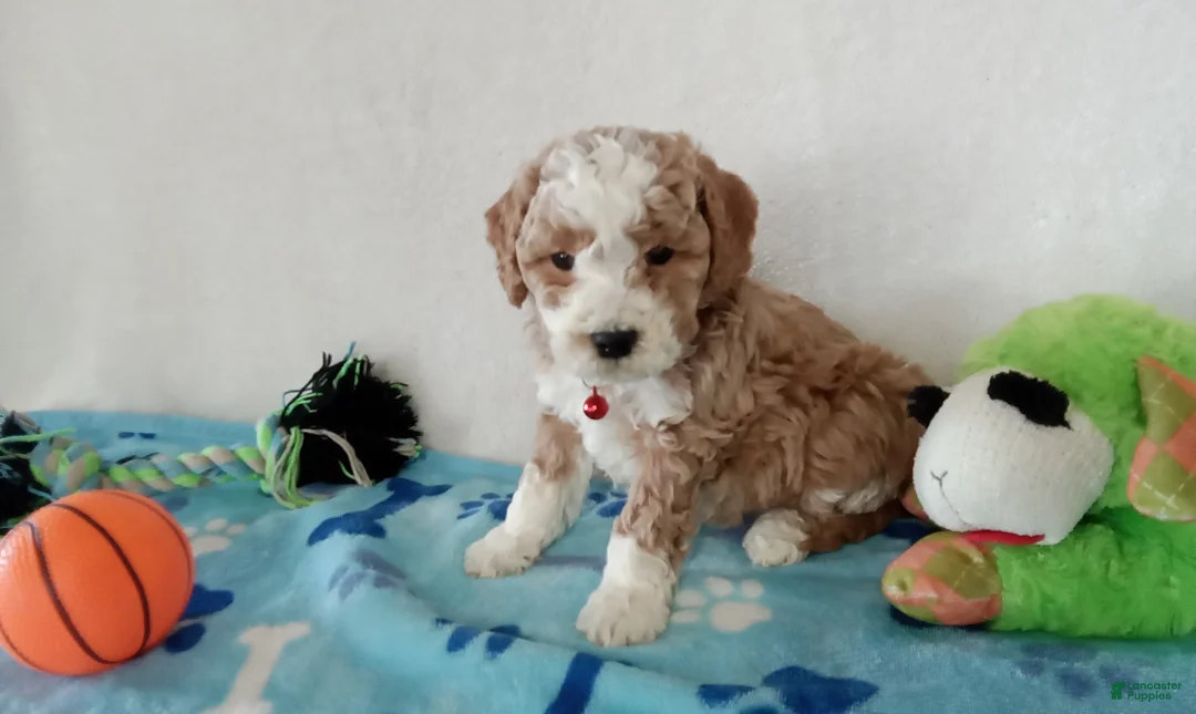 Cavapoo dogs for sale: Porky  - Ad 4