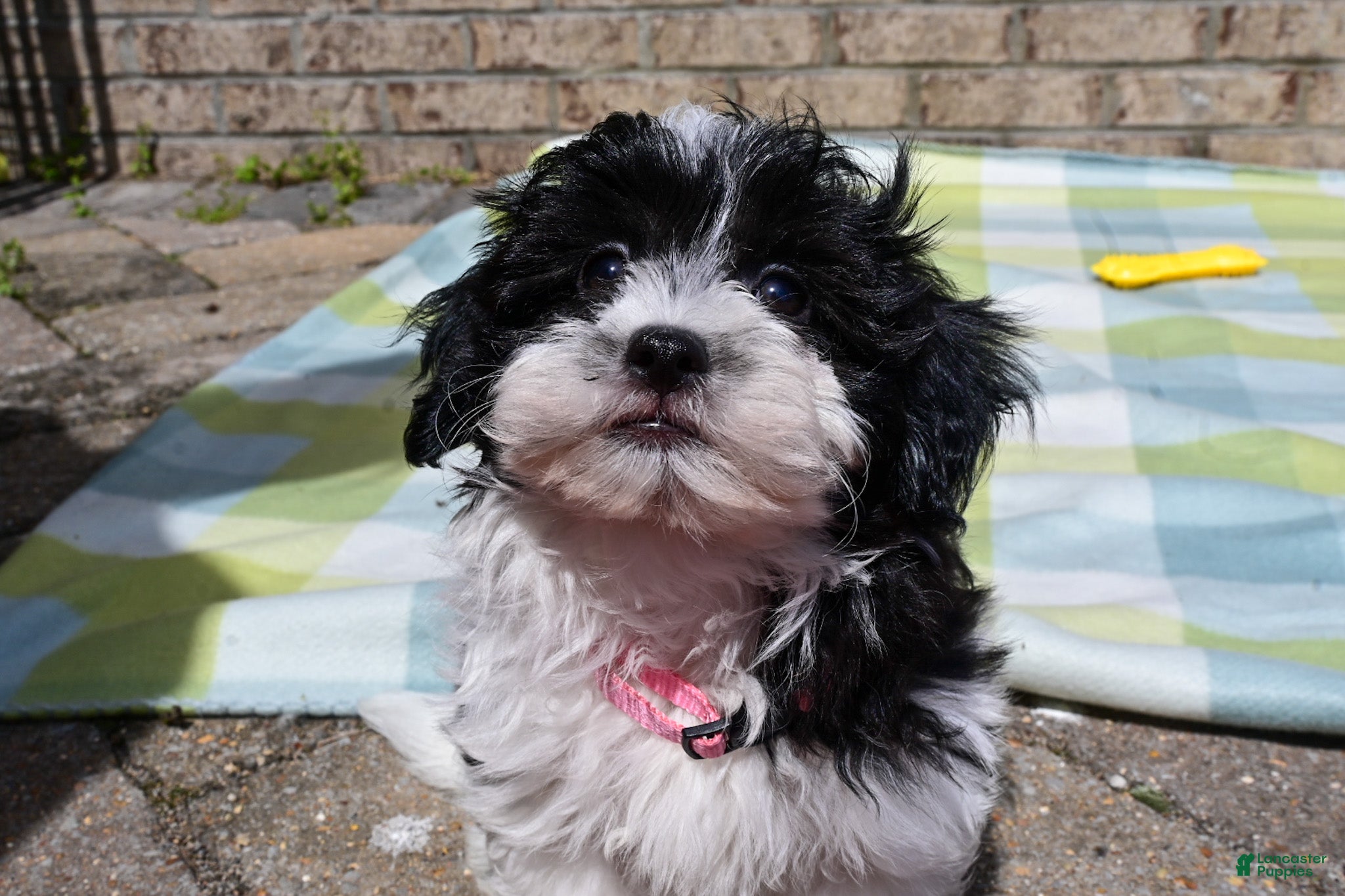 Havapoo dogs Havapoo Jake - Ad 1