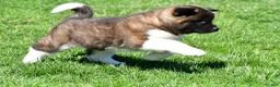 Akita dogs for sale: Brittany - Ad 5