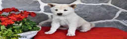 Shiba Inu dogs for sale: Olivia - Ad 4