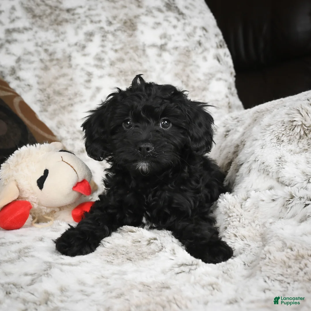 Cavapoo dogs for sale: Sandy - Ad 4