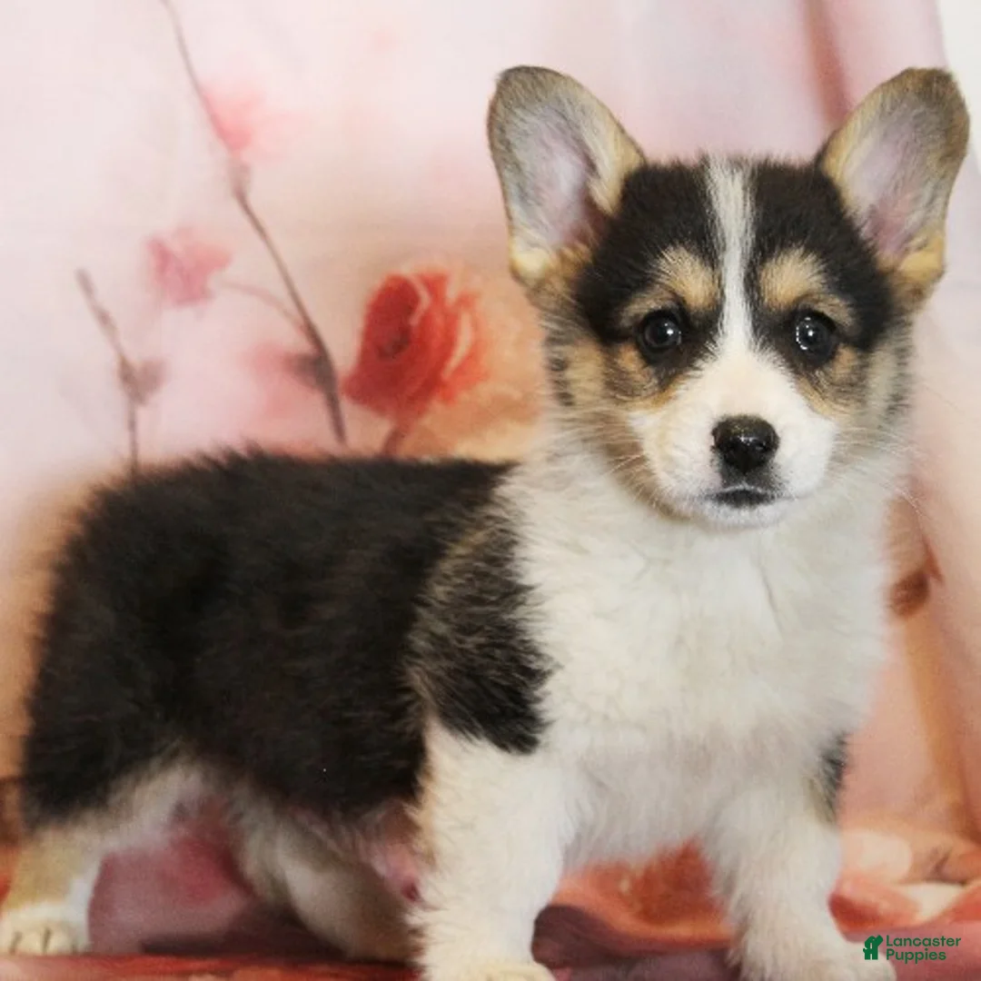 Welsh Corgi Pembroke dogs for sale: Cosmo - Ad 1