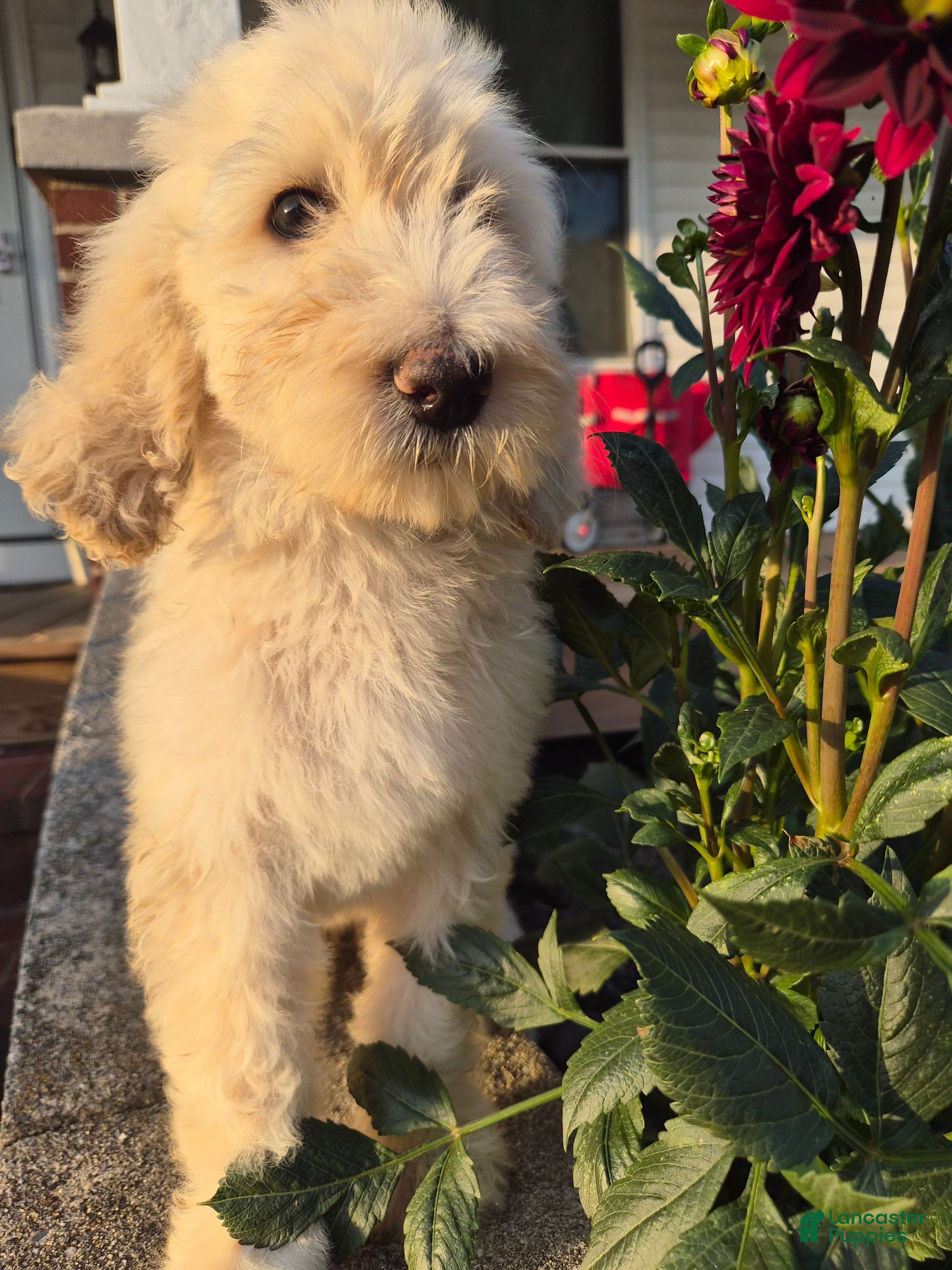 Goldendoodle dogs Zayla - Ad 1