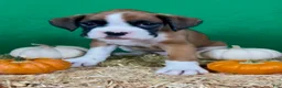 Boxer dogs for sale: Boxer 1 - Ad 7