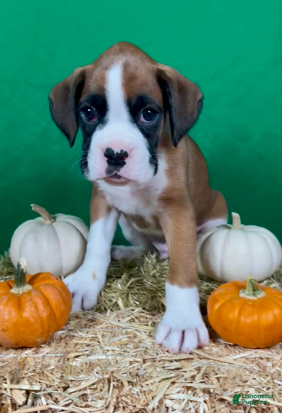 Boxer dogs for sale: Boxer 1 - Ad 7