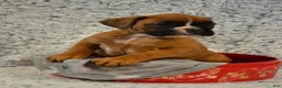 Boxer dogs for sale: River - Ad 2