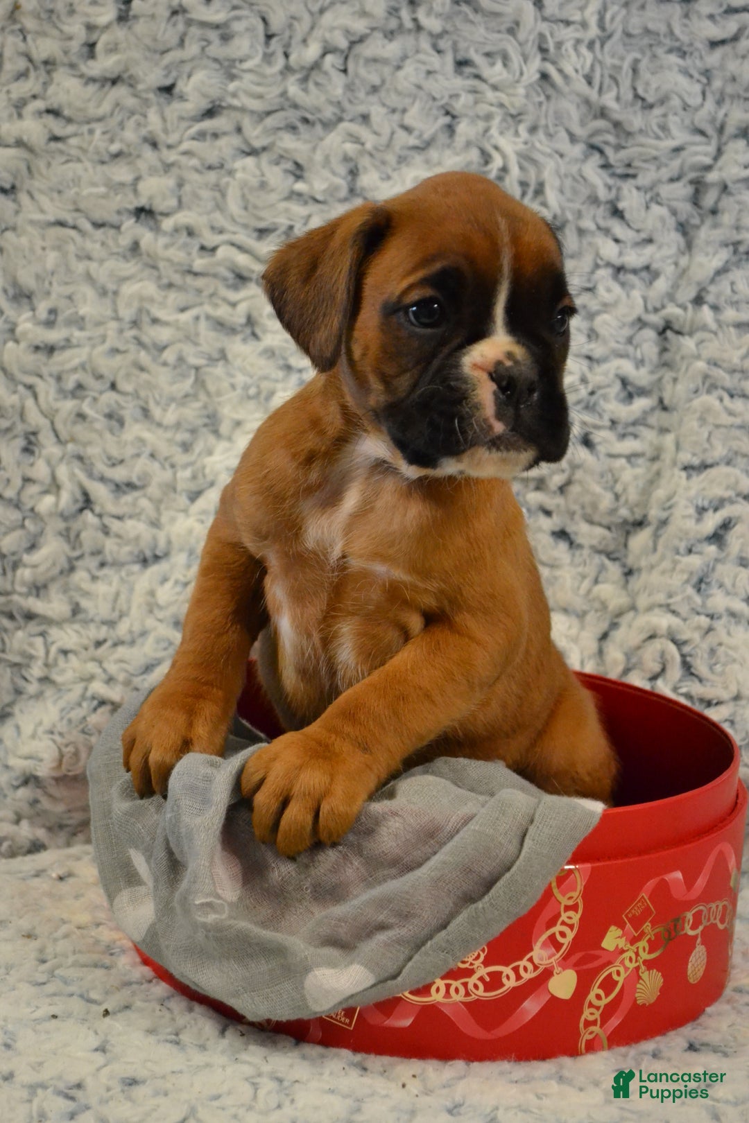 Boxer dogs for sale: River - Ad 2