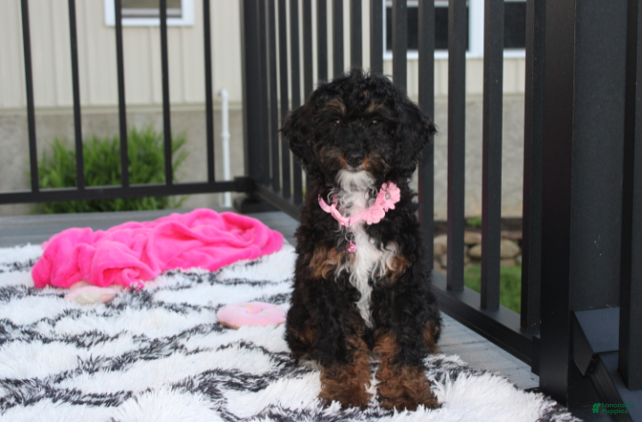 Miniature Poodle dogs Amber  - Ad 1