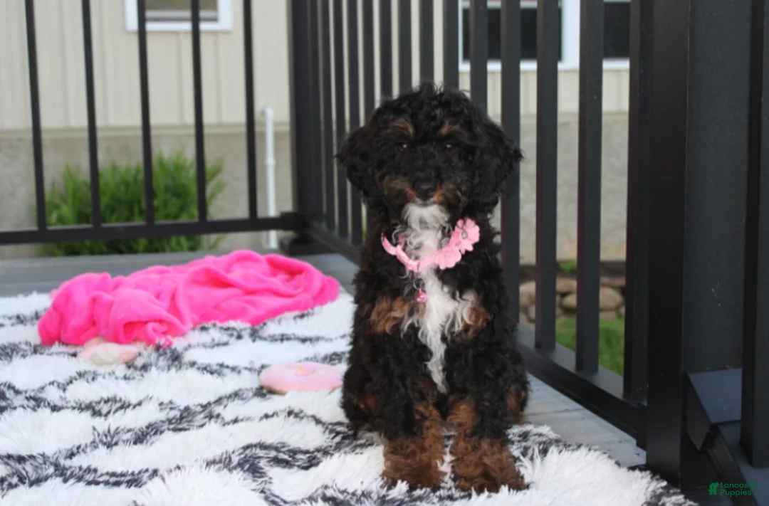 Miniature Poodle dogs for sale: Amber  - Ad 1