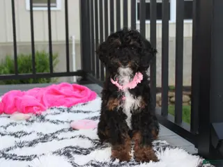 Miniature Poodle dogs for sale: Amber - Ad 2