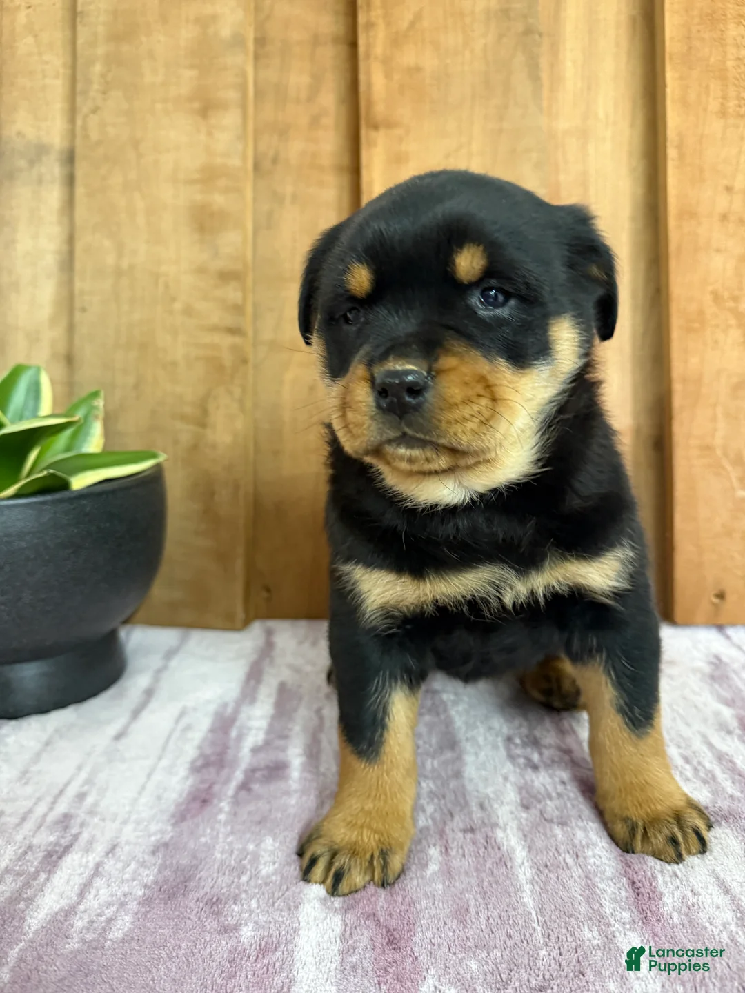 Rottweiler dogs for sale: London - Ad 11