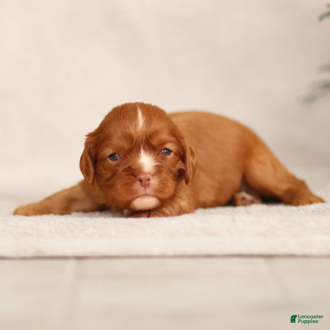 Cavalier King Charles Spaniel dogs for sale: Colsen - Ad 2