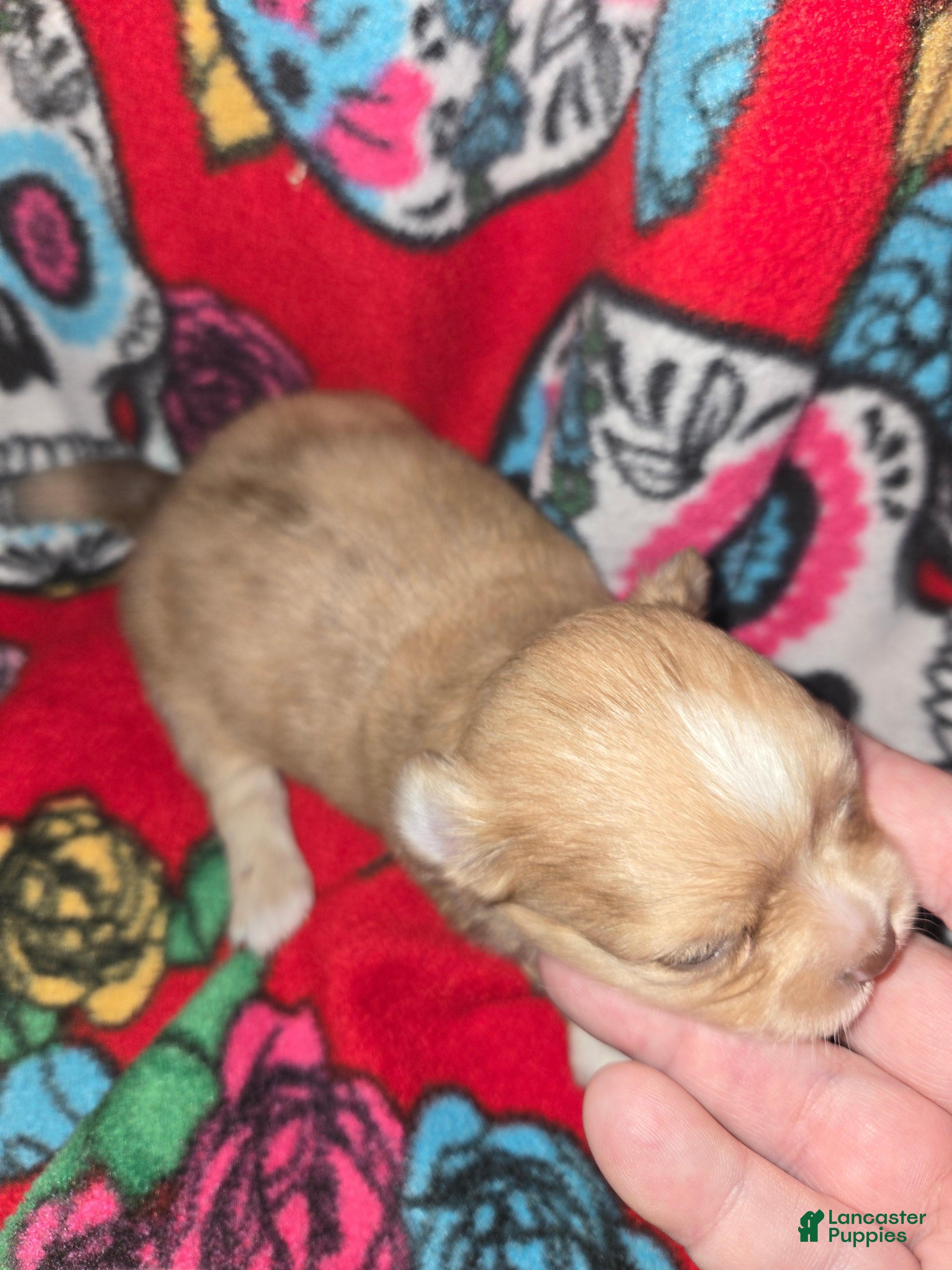 Chihuahua dogs Long hair chocolate merle Girl - Ad 2