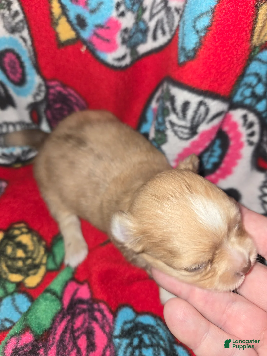 Chihuahua dogs for sale: Long hair chocolate merle Girl - Ad 2