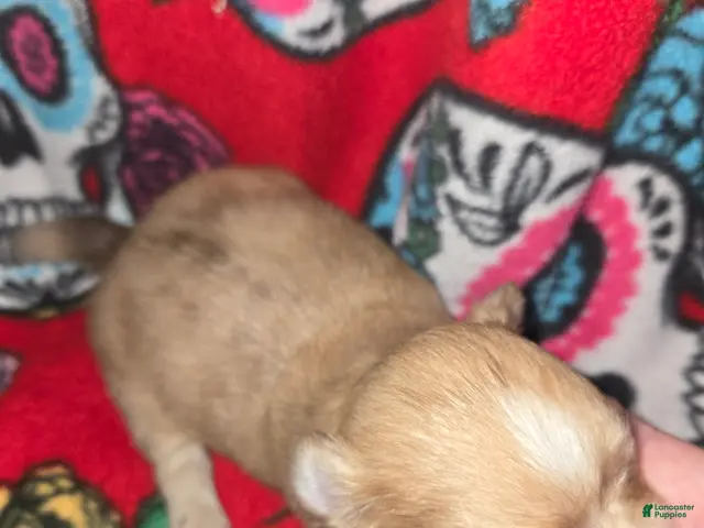 Chihuahua dogs for sale: Long hair chocolate merle Girl - Ad 2