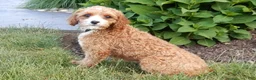 Cavapoo dogs for sale: Lulu - Ad 6