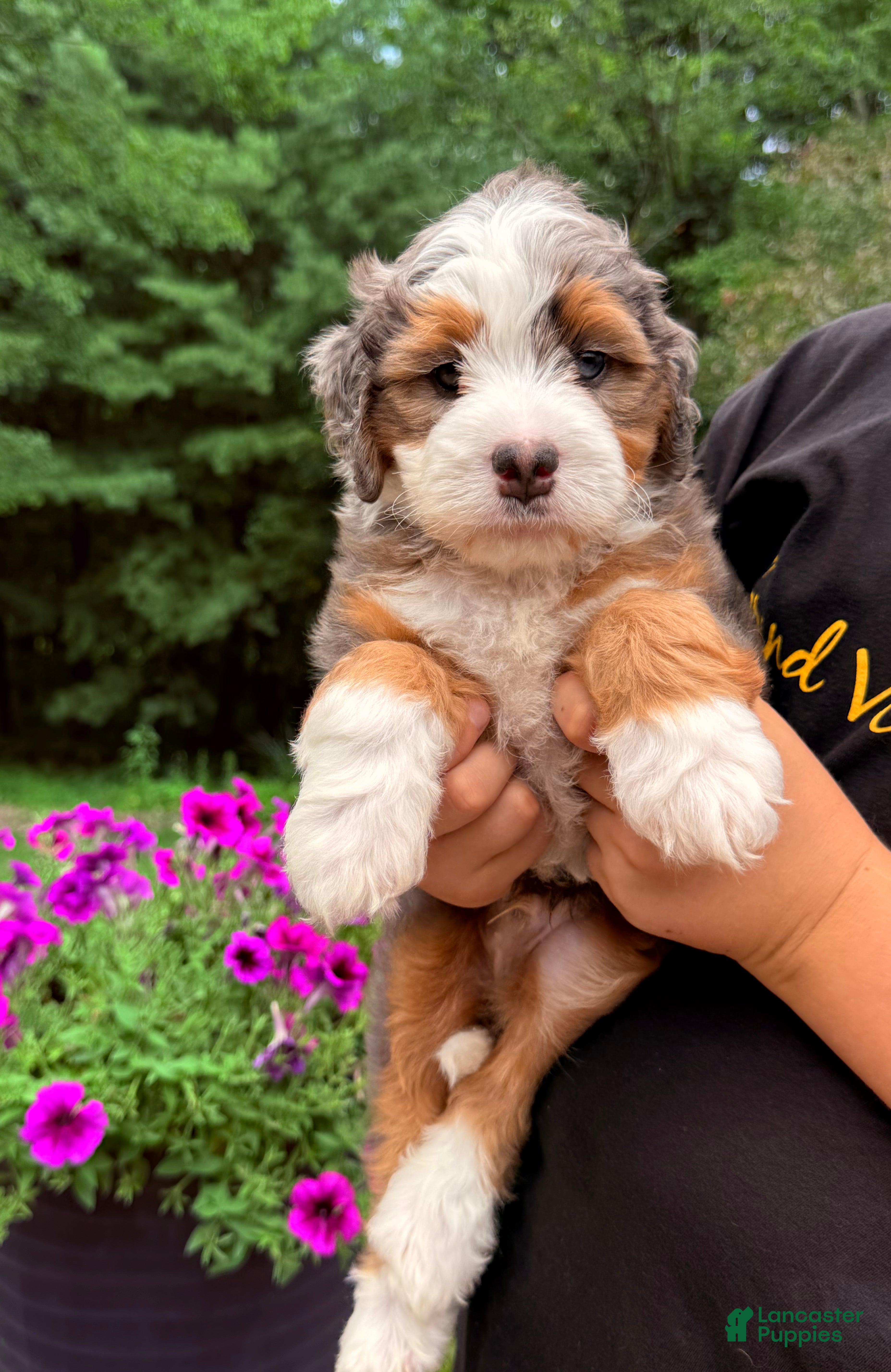 Mini Bernedoodle dogs Bruno   ❤️F1b - Ad 2