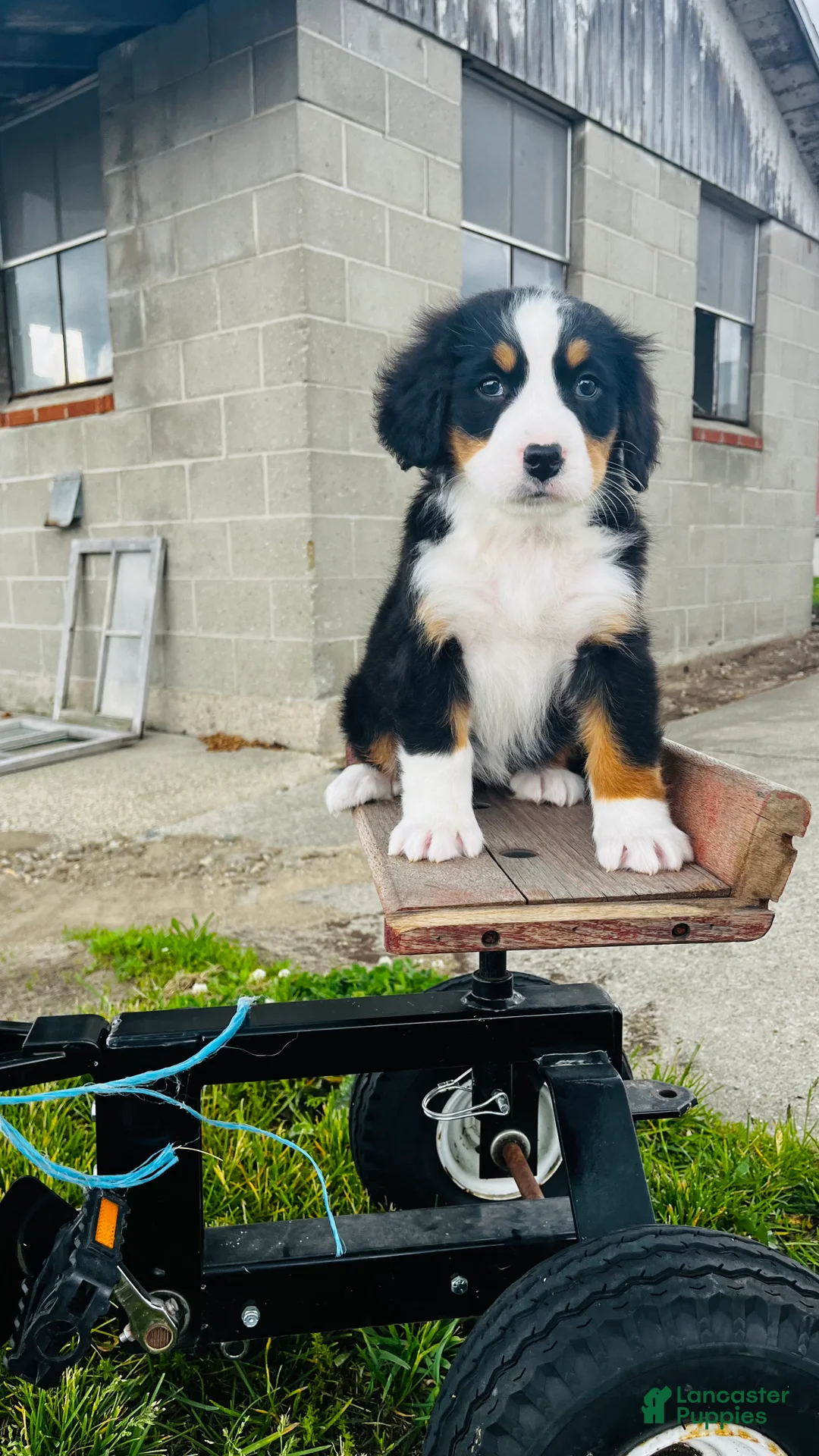 Bernese Mountain Dog dogs for sale: Eleanor - Ad 1