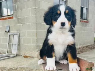 Bernese Mountain Dog dogs for sale: Eleanor - Ad 2