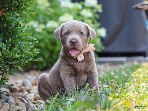 Labrador Retriever dogs Clover - Ad 1
