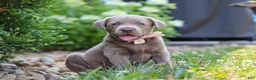 Labrador Retriever dogs for sale: Clover - Ad 1