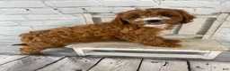 Cavapoo dogs for sale: Chloe - Ad 4