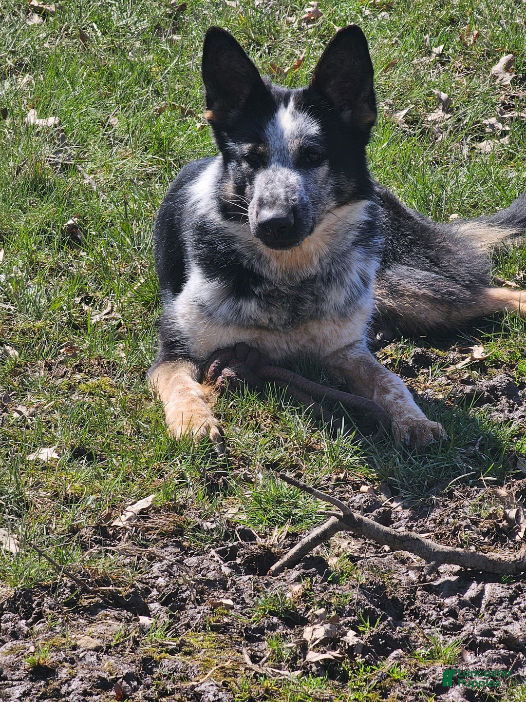 German Shepherd dogs for sale: Blaze - Ad 6