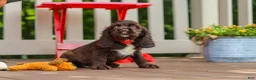 Cocker Spaniel dogs for sale: Ollie - Ad 5