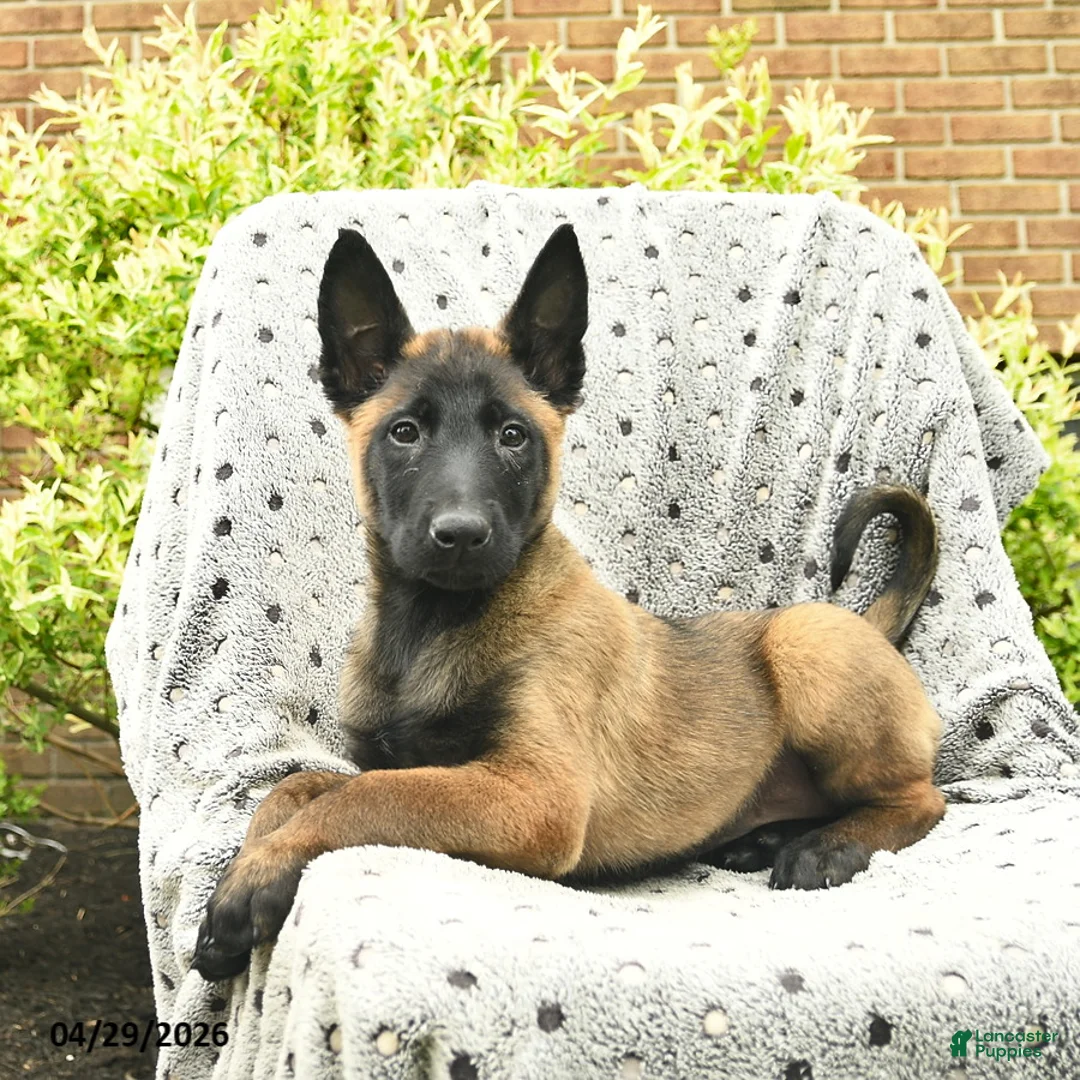 Belgian Malinois dogs for sale: Taffy  - Ad 2