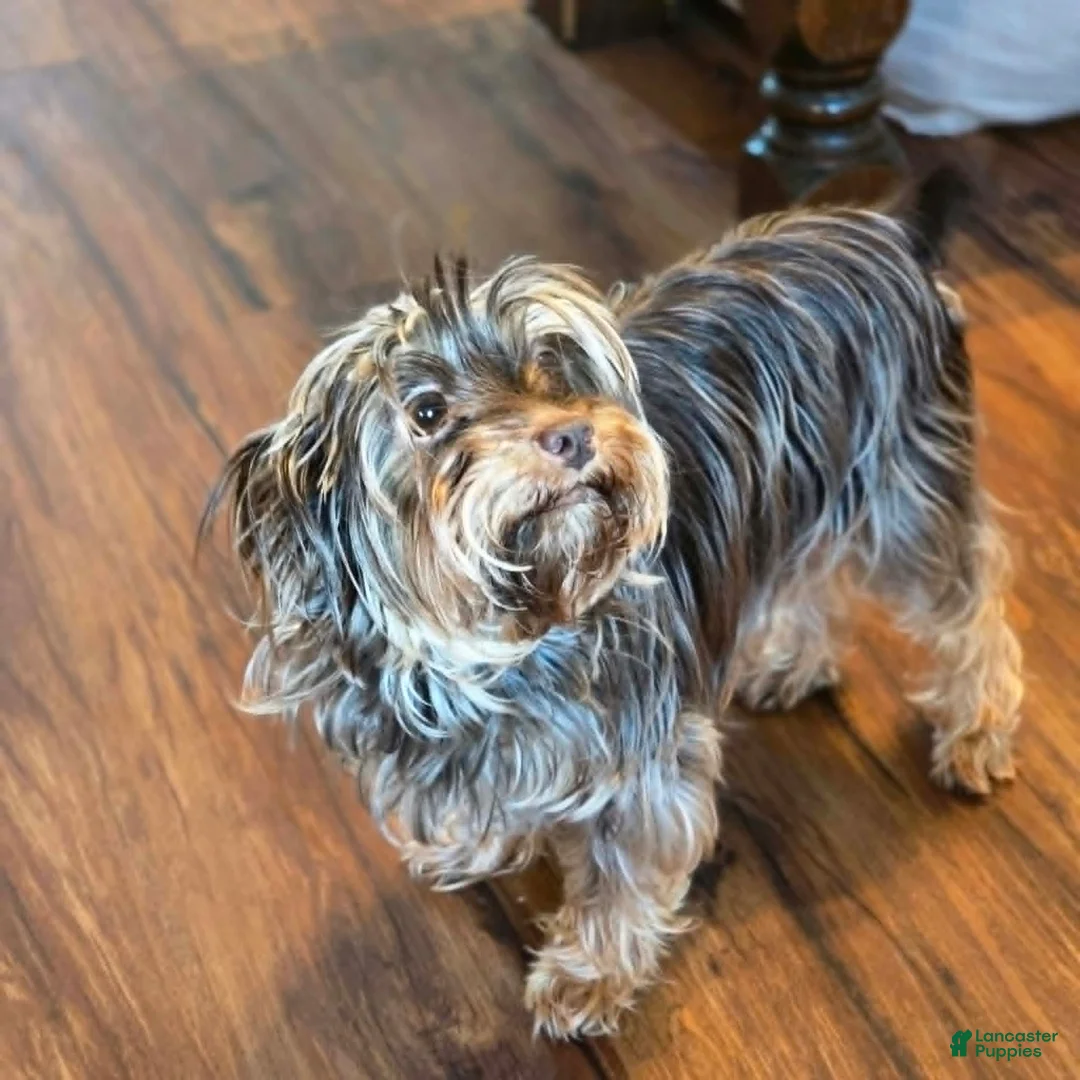 Yorkshire Terrier dogs for sale: Jem - Ad 5