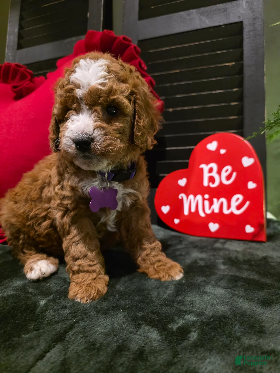 Mini Bernedoodle dogs for sale: Star - Ad 8
