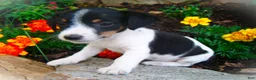 Jack Russell Terrier dogs for sale: Charlie - Ad 5