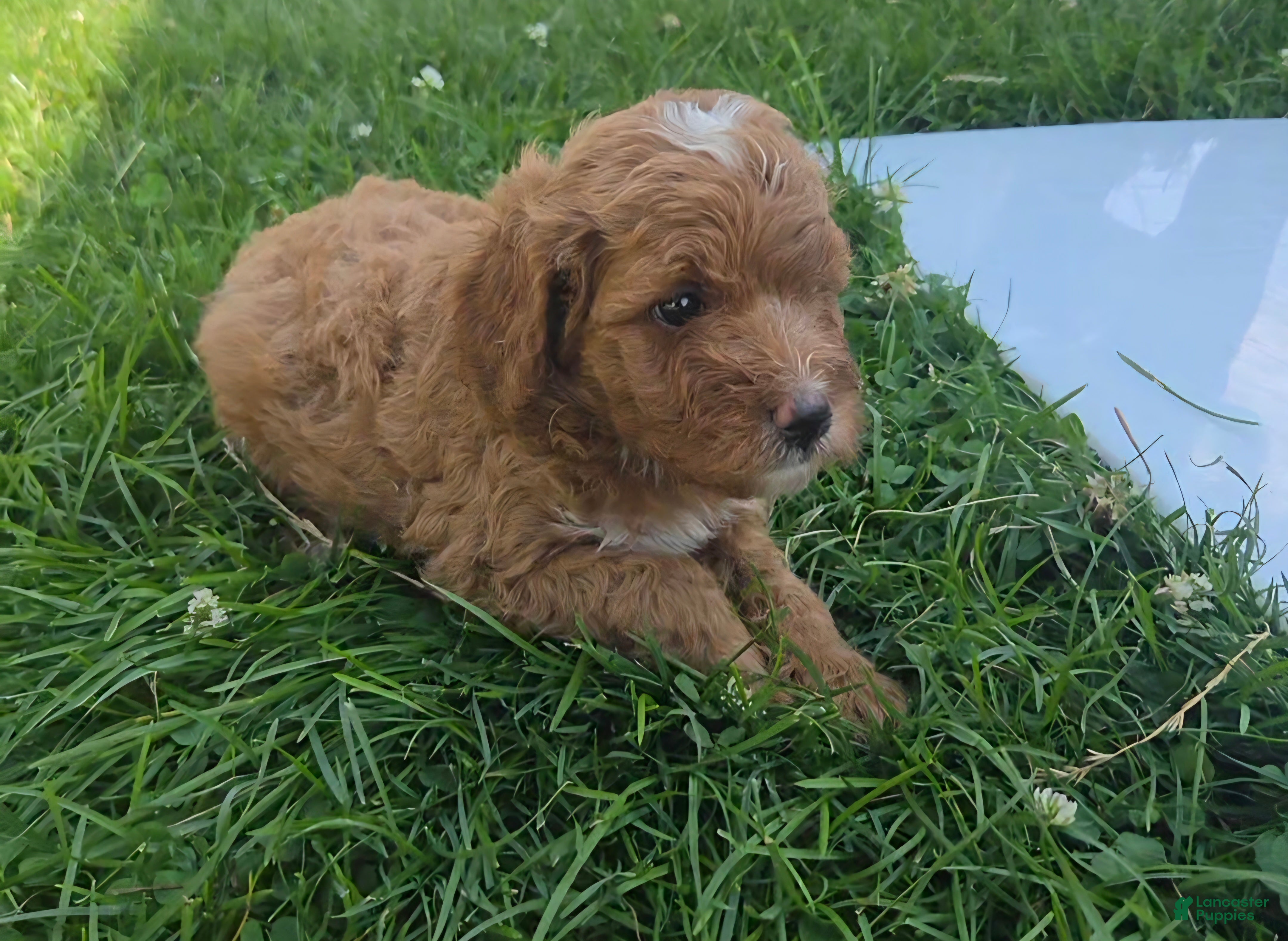 Cavapoo dogs Peanut - Ad 2
