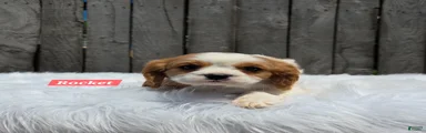 Rocket 
