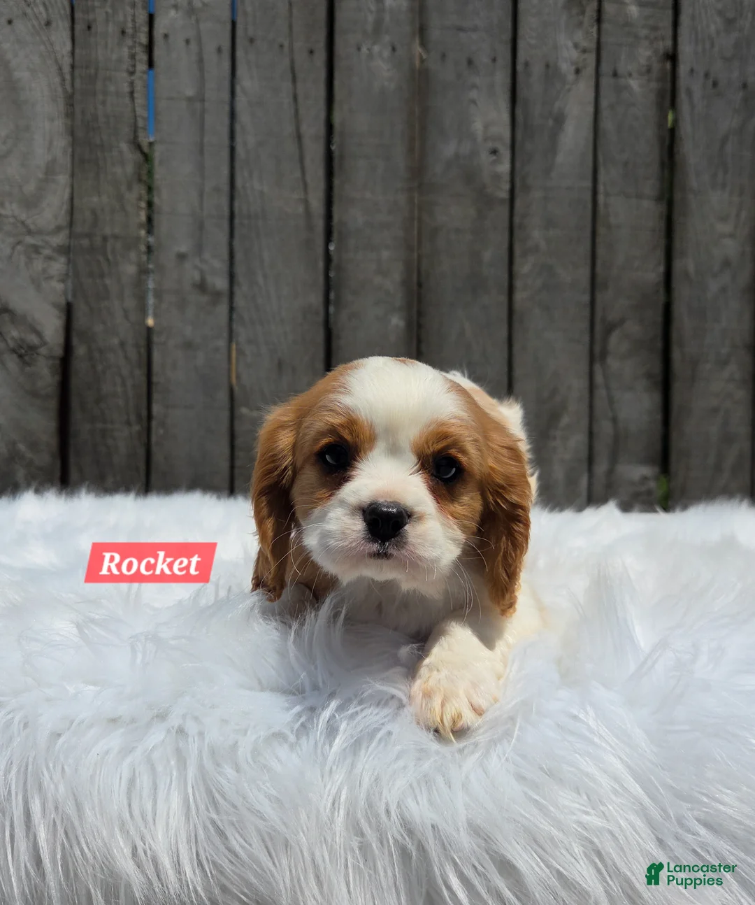 Cavalier King Charles Spaniel dogs for sale: Rocket  - Ad 1