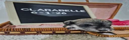 Miniature Schnauzer dogs for sale: Clarabelle - Ad 5